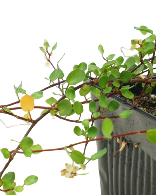 Muehlenbeckia complexa