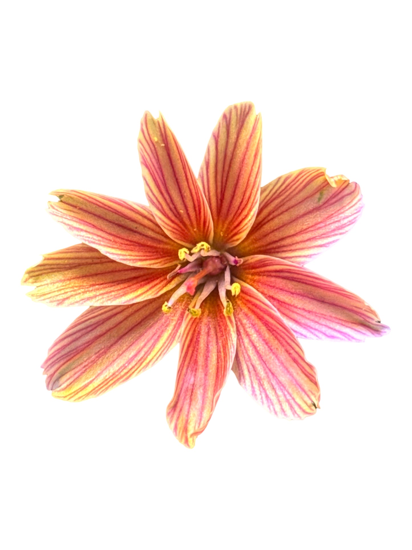 Lewisia 'Little Plum' - Perennials