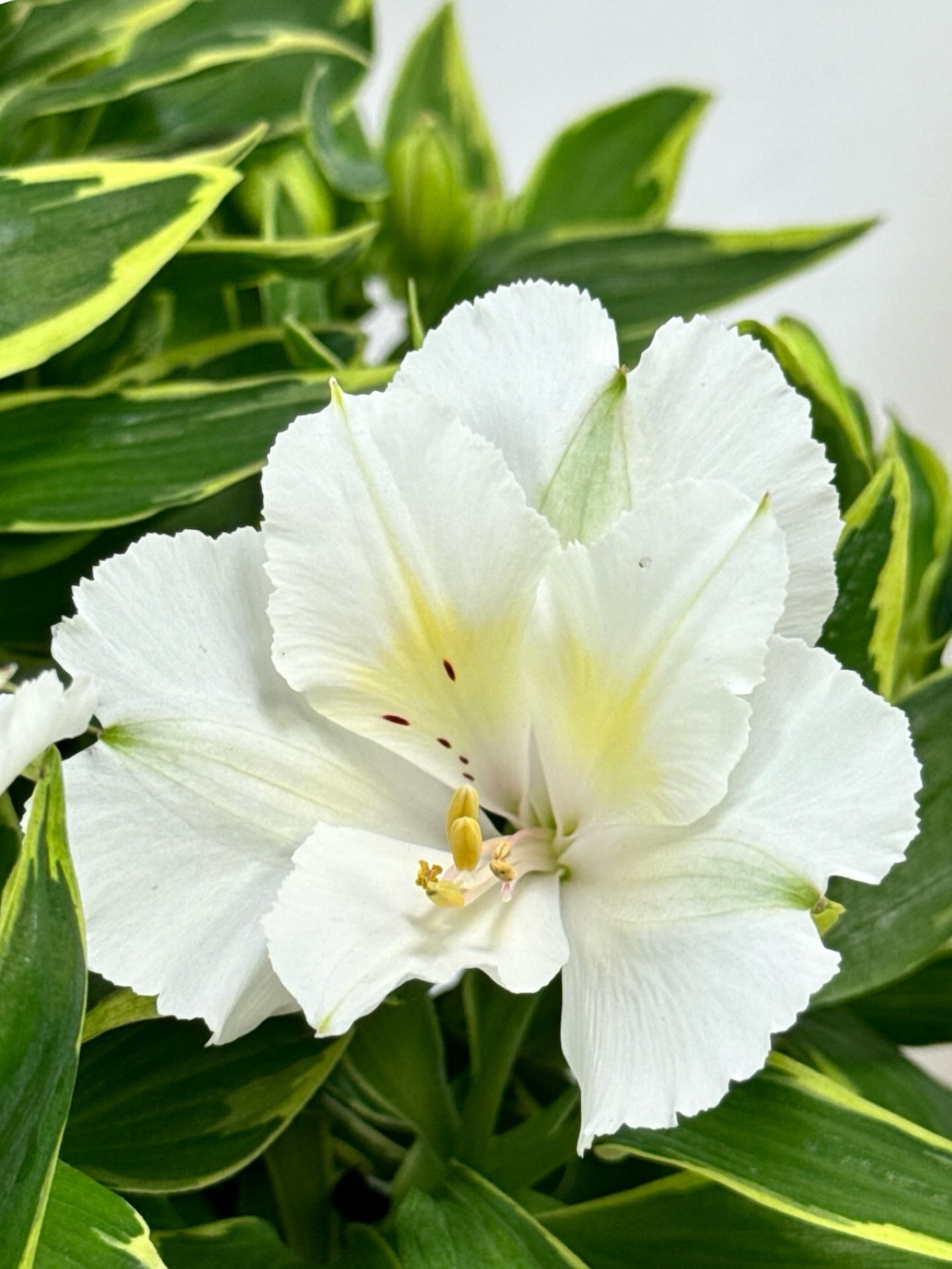 Alstroemeria x claressa - Perennials