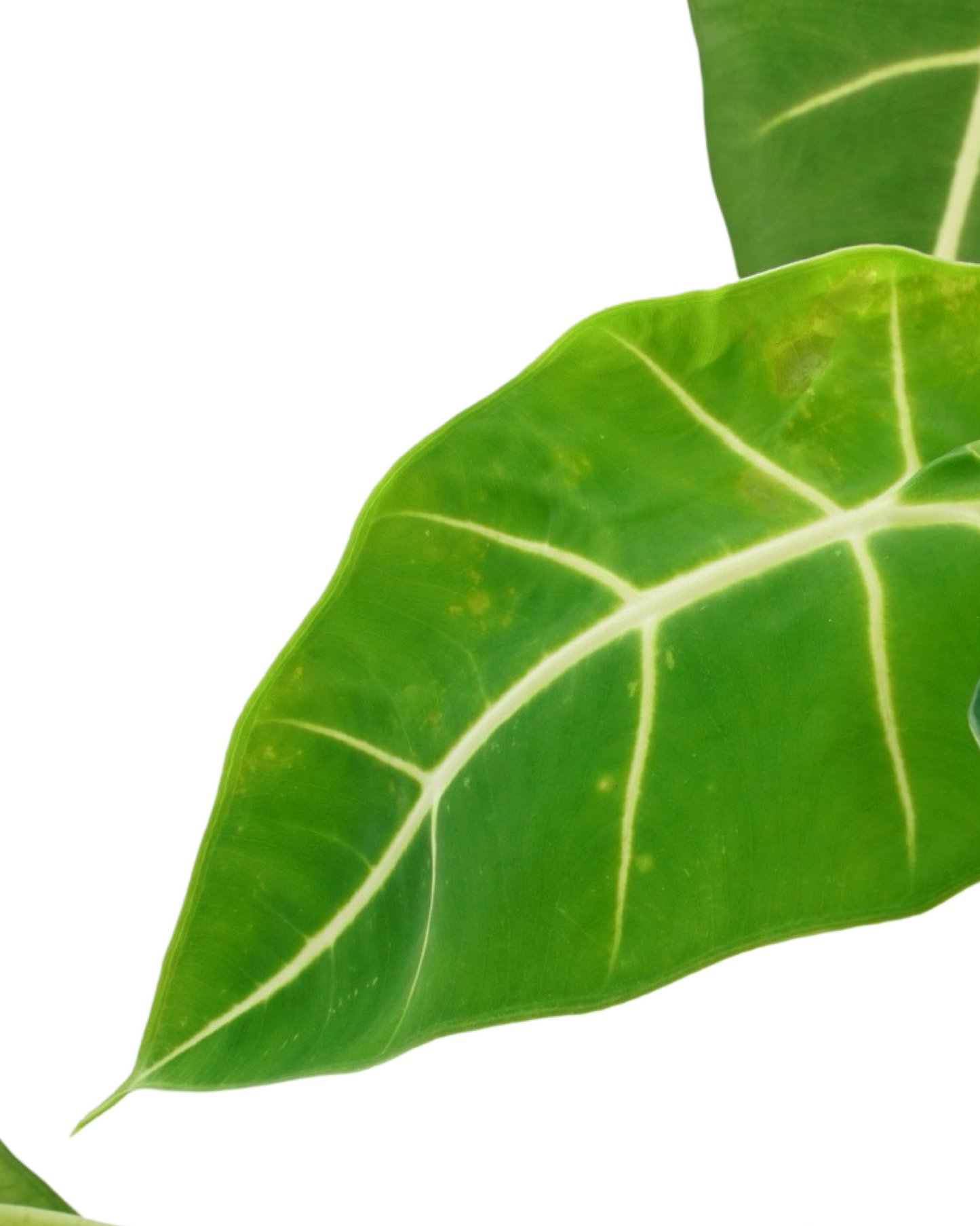 Alocasia 'Frydek'