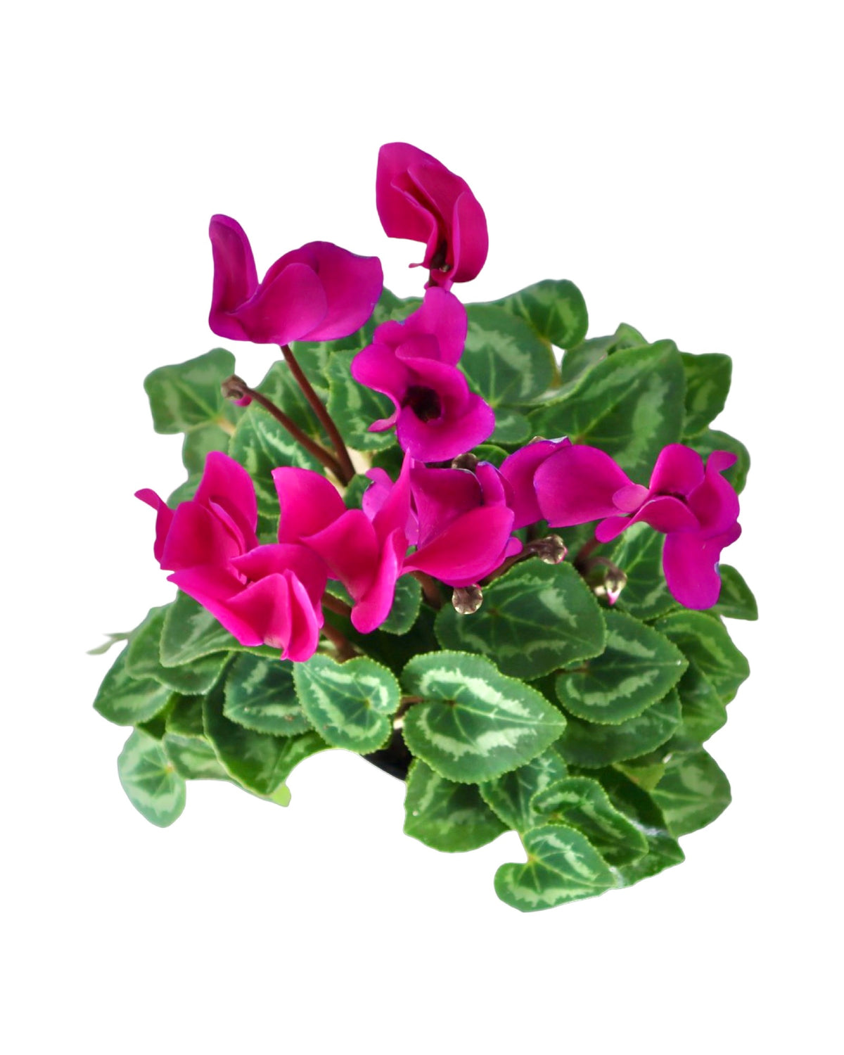 Cyclamen 'SuperSerie Allure Dark Violet' - House Plants