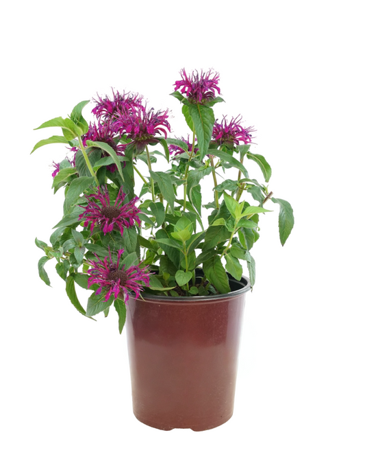 Monarda 'Balmy Lilac'