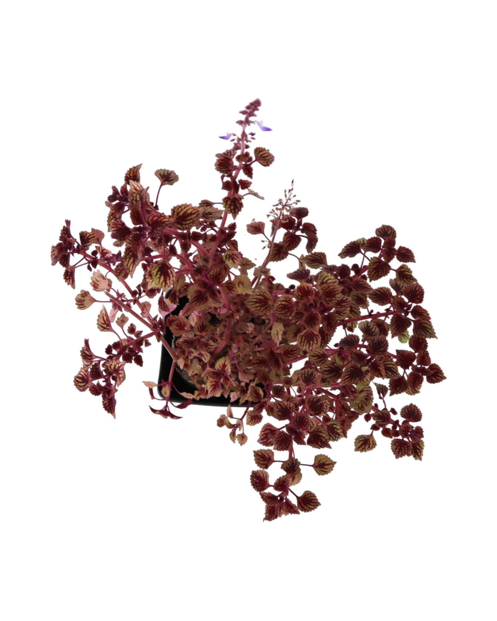 Coleus 'Great Falls Rose Gold' - Annuals
