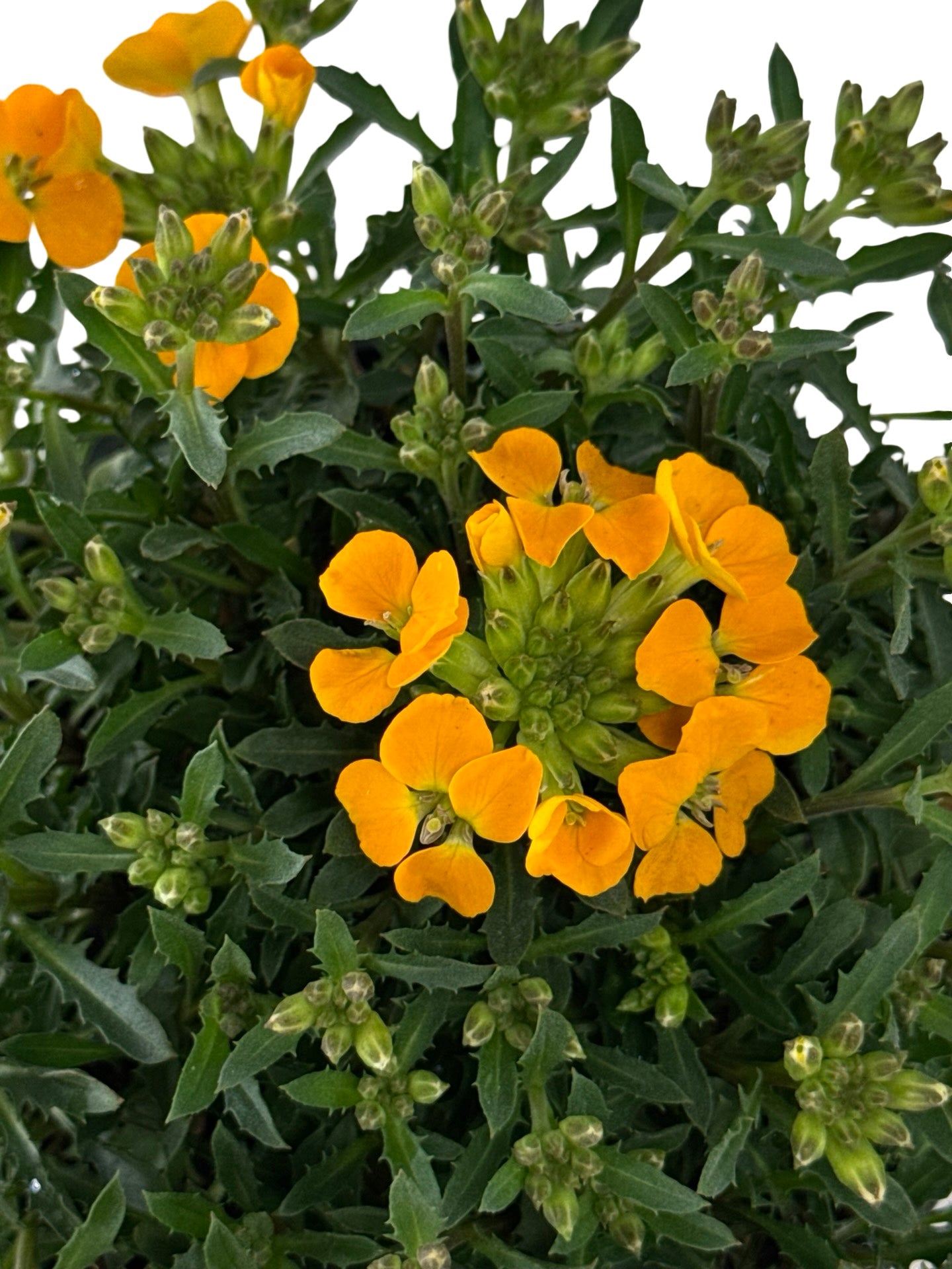 Erysimum Glow™ 'Orange' - Perennials