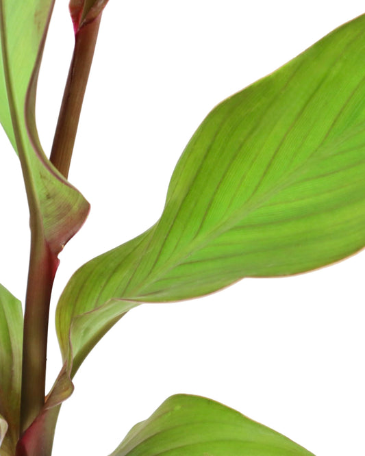 Canna Cannova® Orange - Perennials