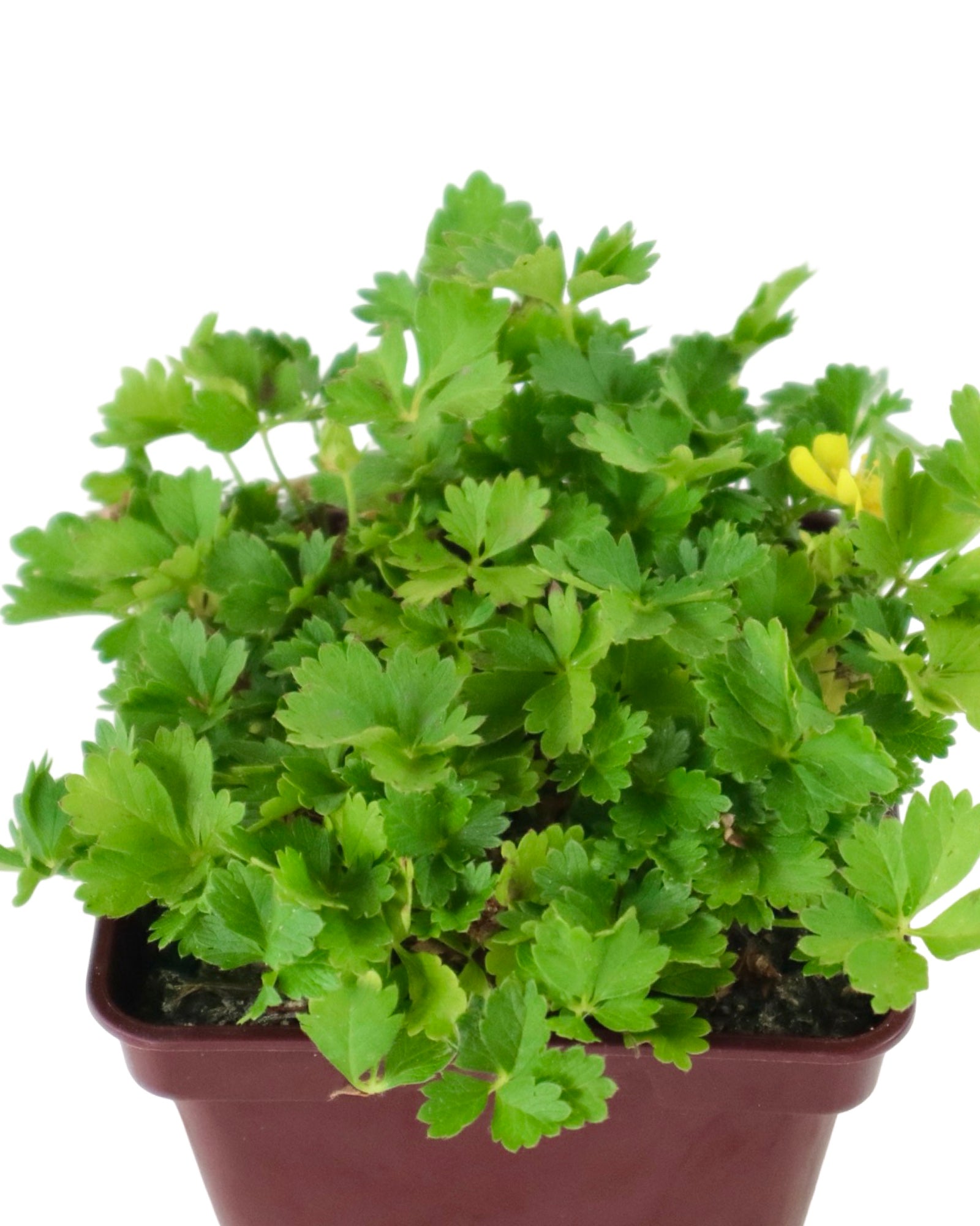 Potentilla neumanniana 'Nana' - Perennials