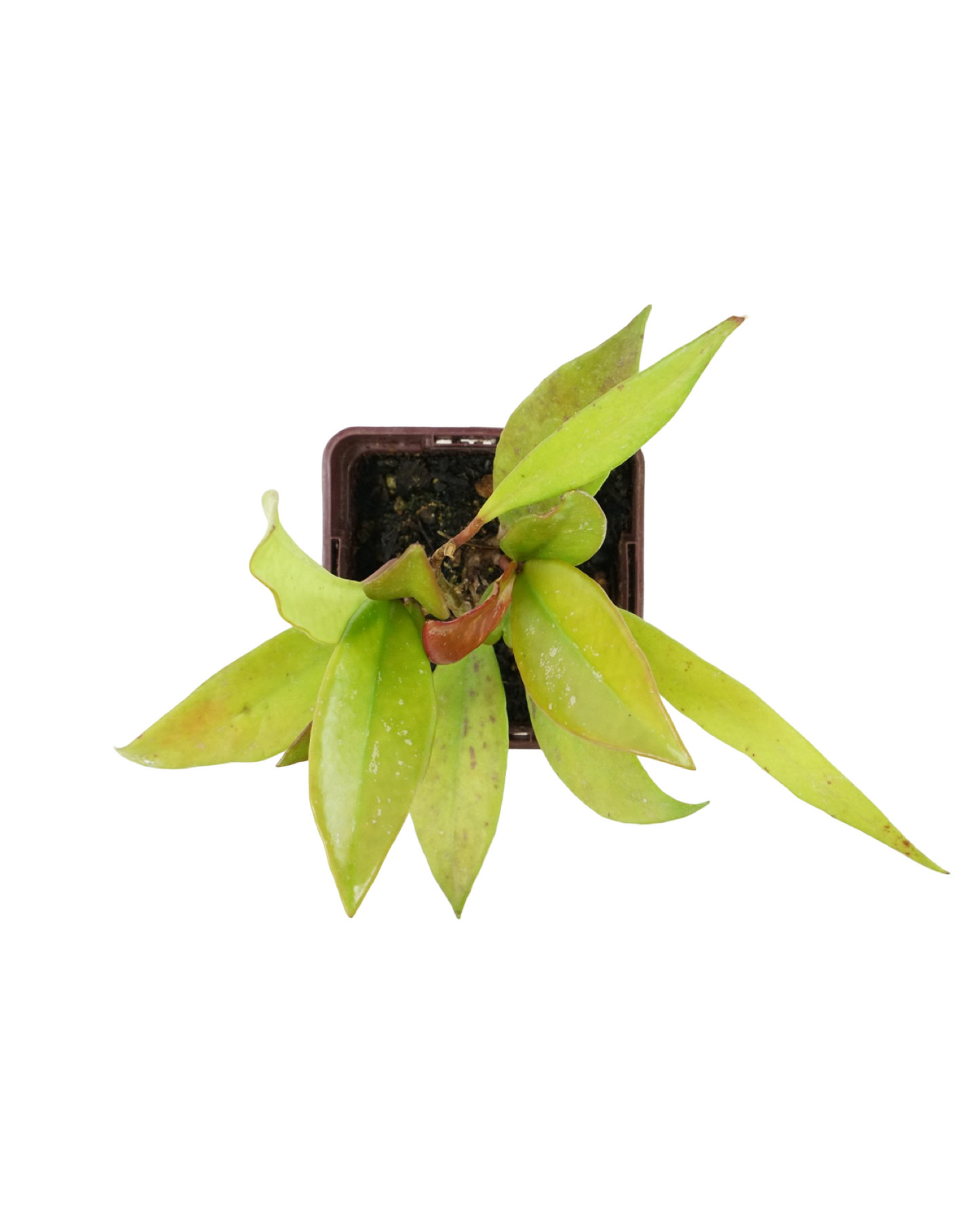 Hoya pubicalyx