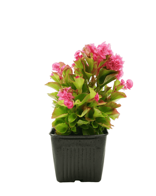 Begonia 'Double Up™ Pink' - The Garden Corner