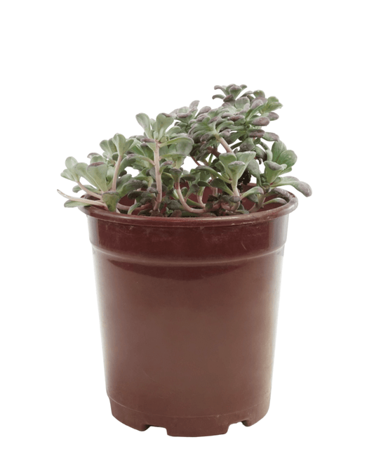 Sedum spathulifolium 'Purpureum' - The Garden Corner