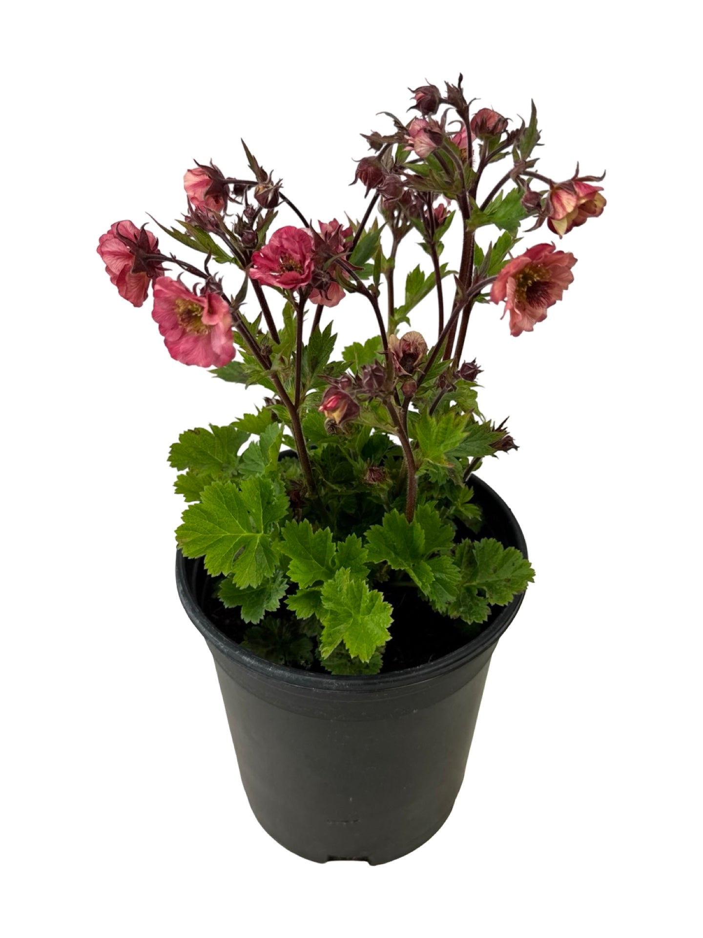 Geum 'Tempo Rose' - Perennials