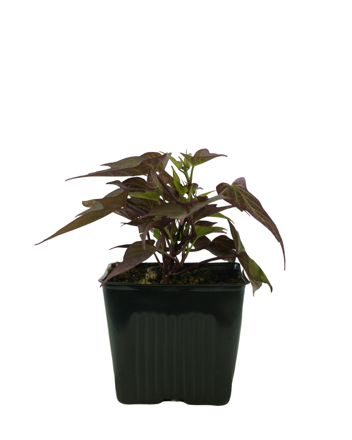 Ipomoea  ‘Bright Ideas Rusty Red’