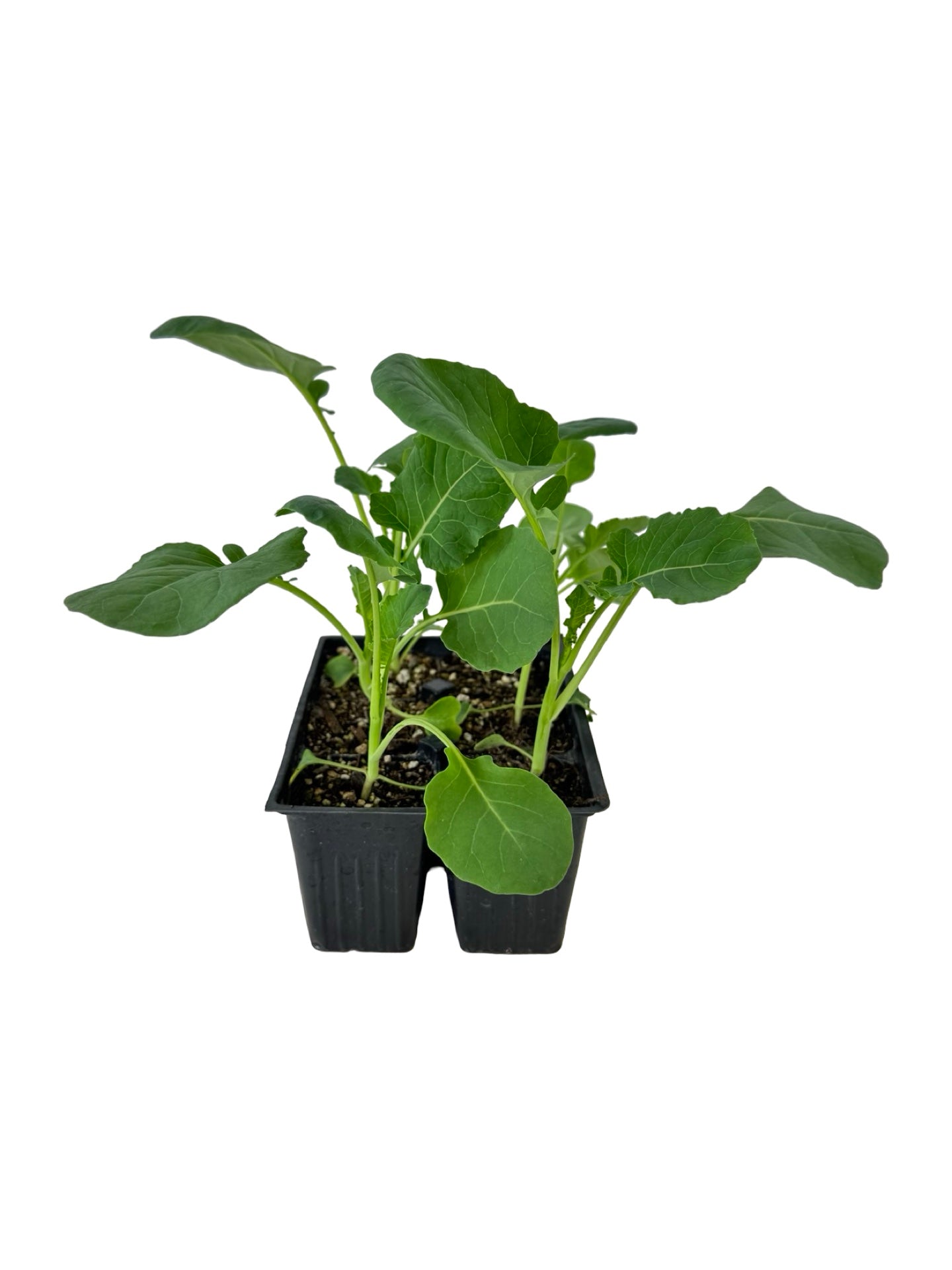 Broccoli 'Belstar' Organic - Herbs and Vegetables