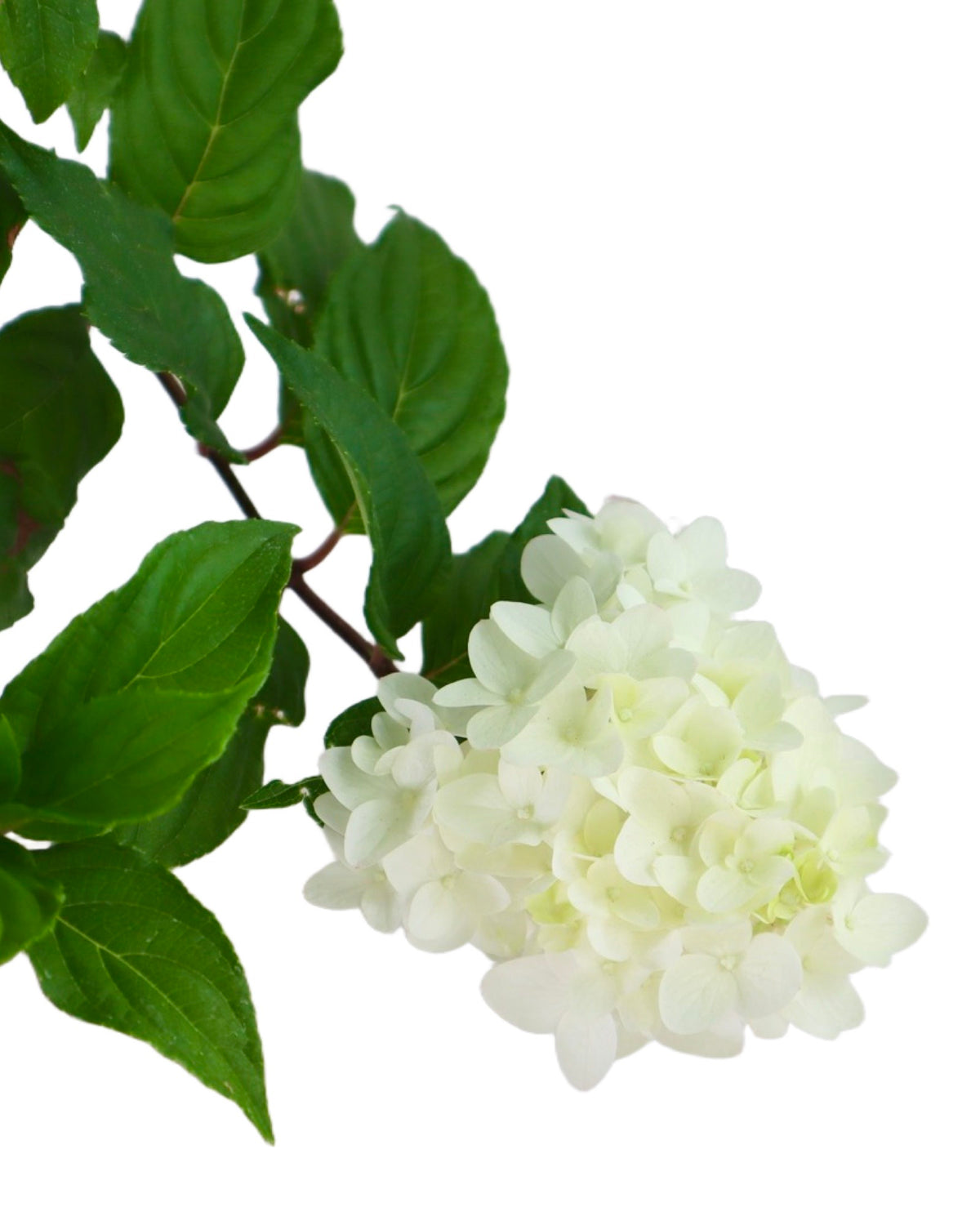 Hydrangea paniculata 'Spring Sizzle™' - Shrubs