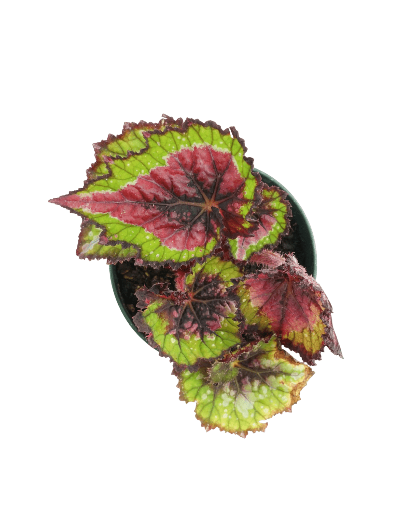 Rex Begonia 'Watermelon' - The Garden Corner