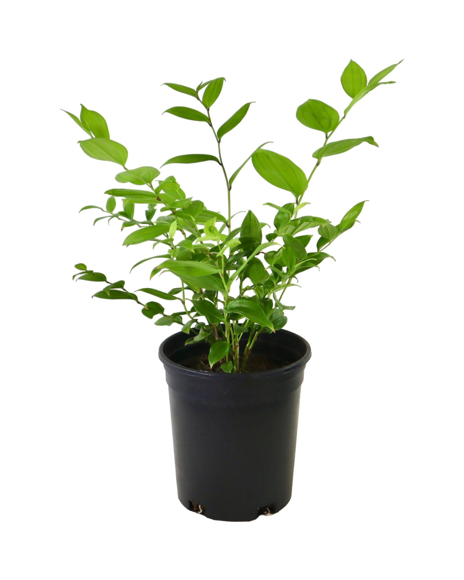 Disporum 'Night Heron' - Shrubs