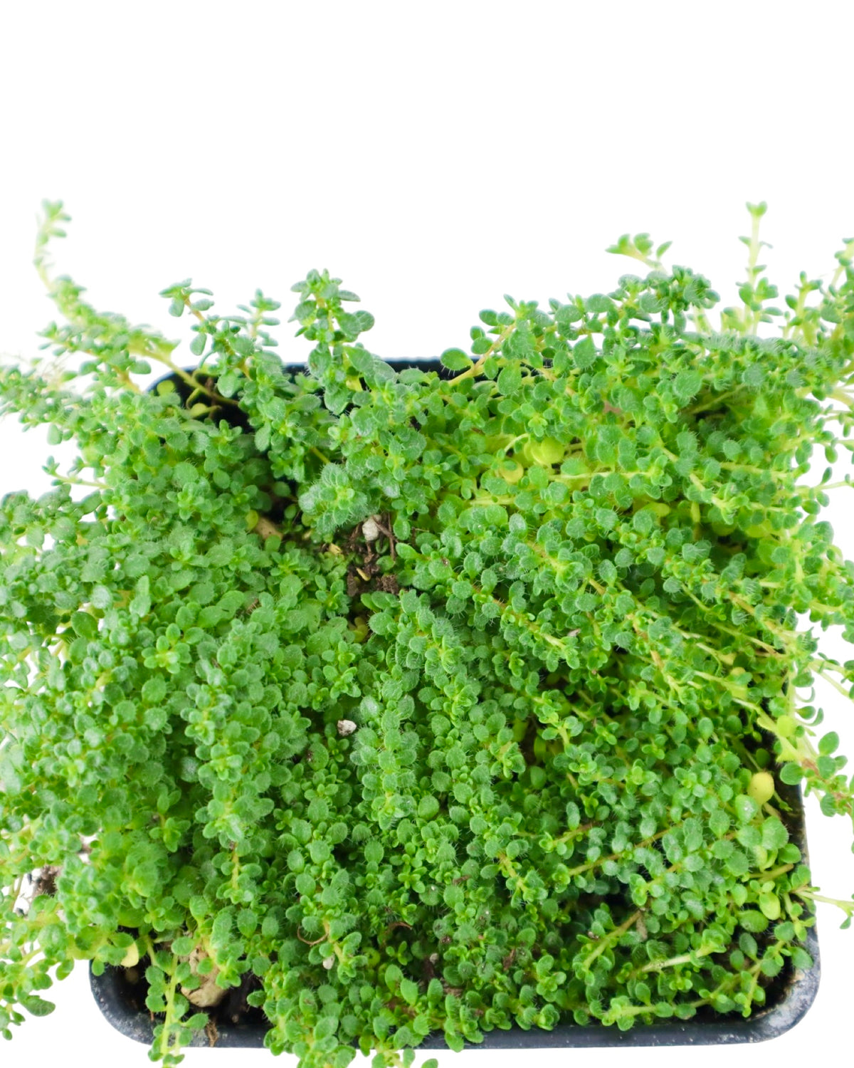 Thymus serpyllum 'Elfin' - Groundcovers