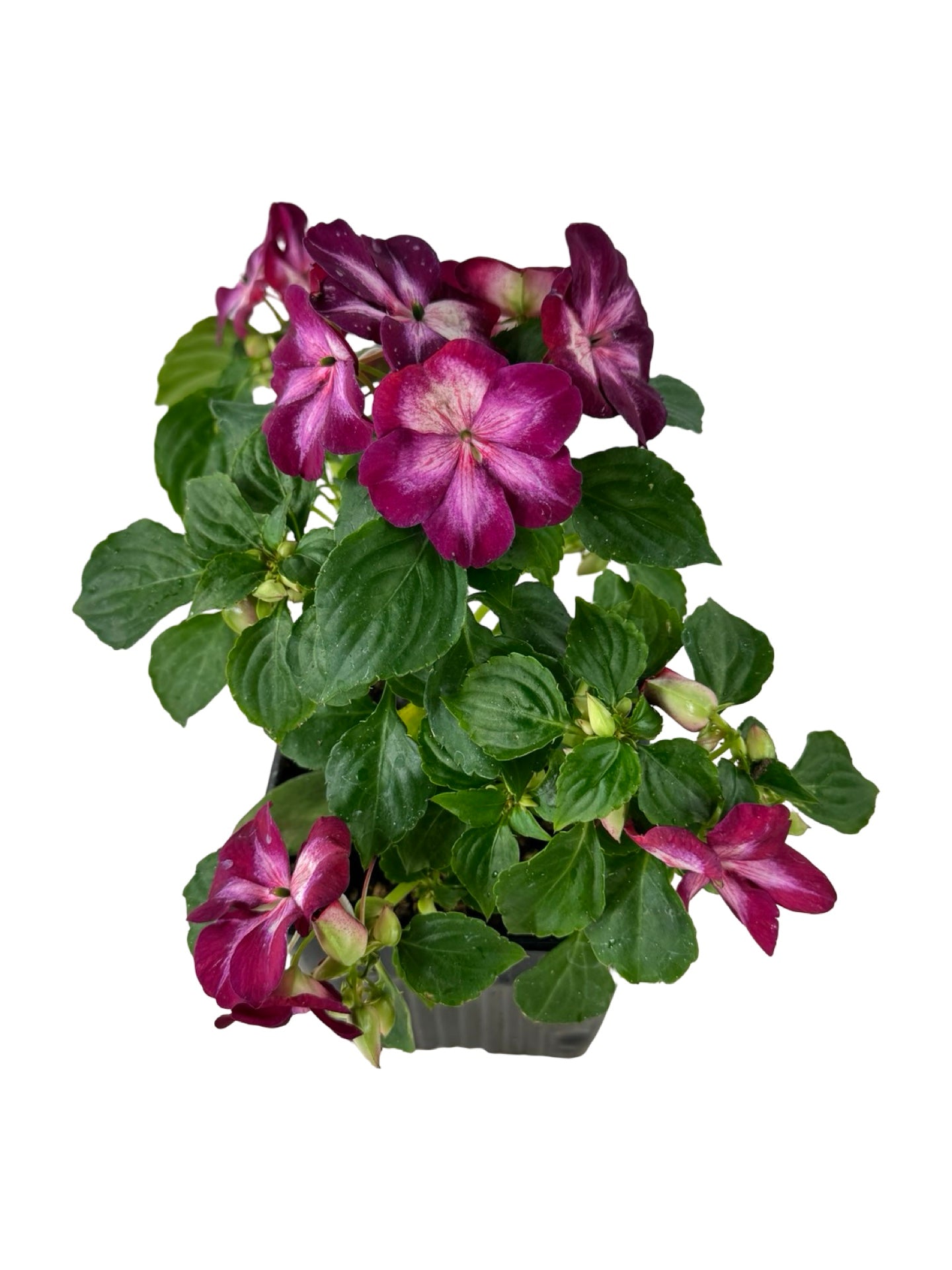 Impatiens Patchwork 'Cosmic Burgundy' - Annuals