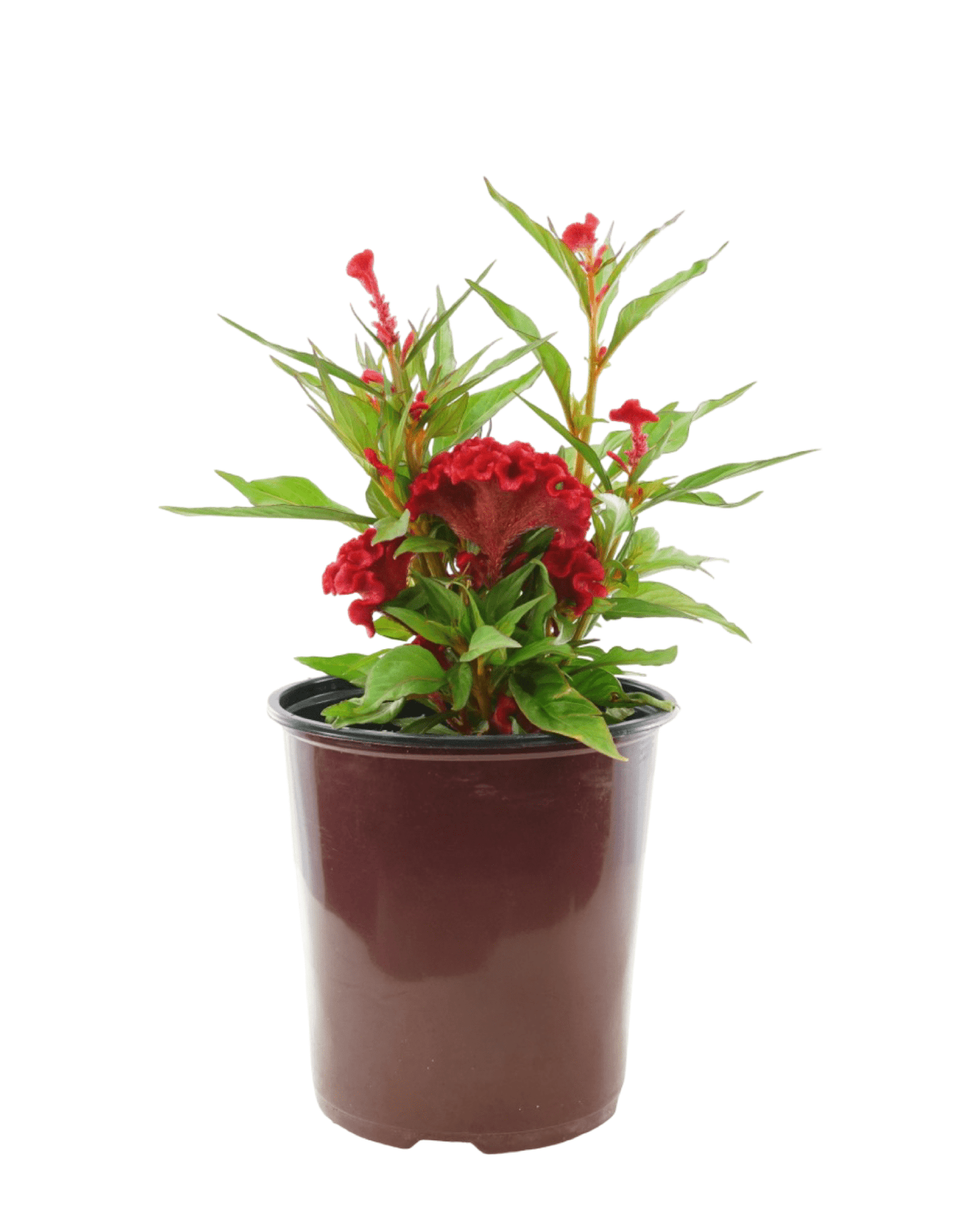 Celosia 'Twisted Strawberry'