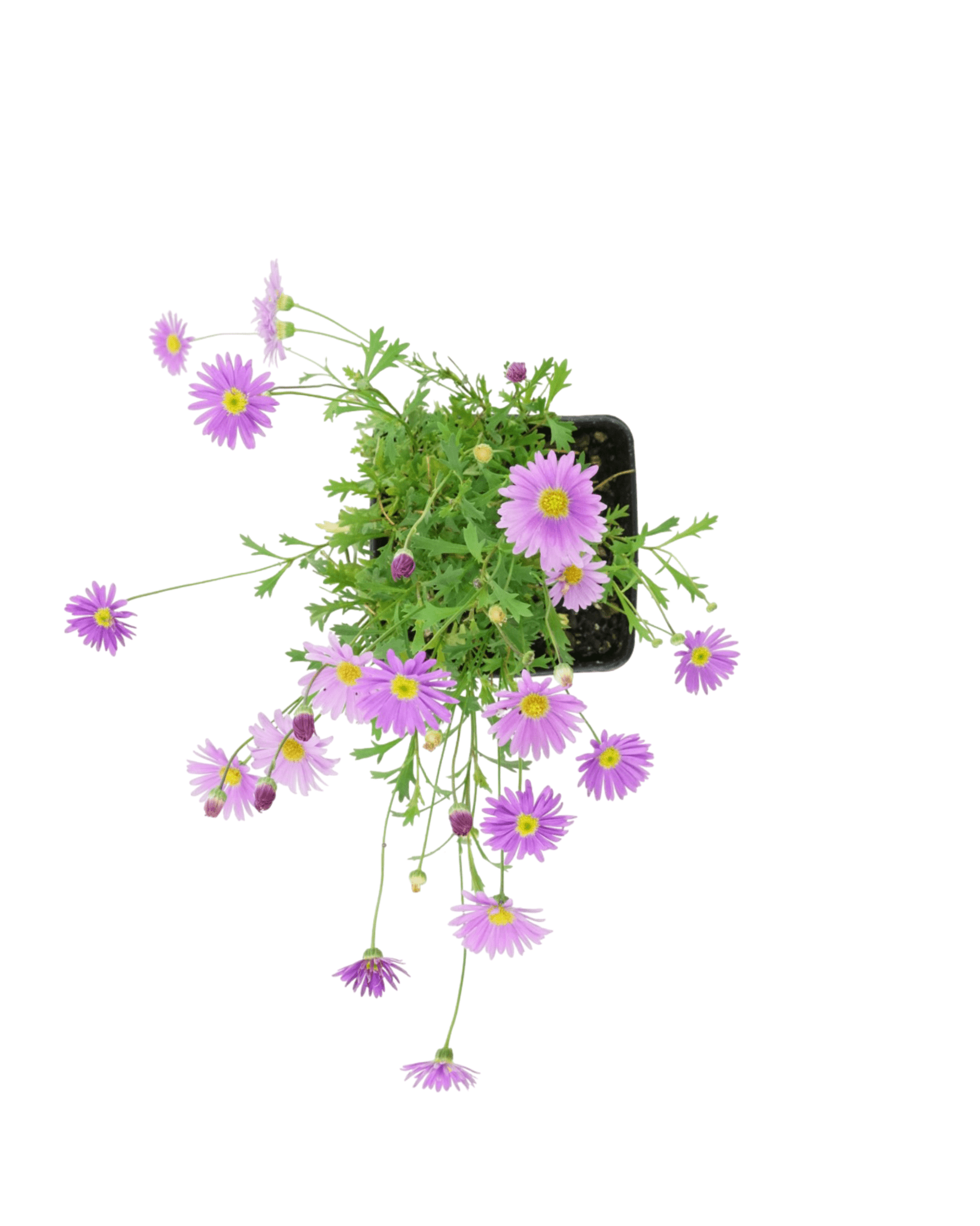 Brachyscome Fresco™ 'Purple' - The Garden Corner