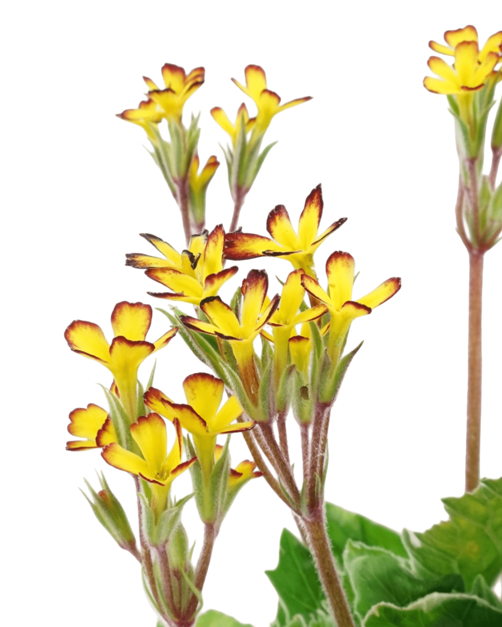 Primula 'Oakleaf Yellow Picotee' - The Garden Corner
