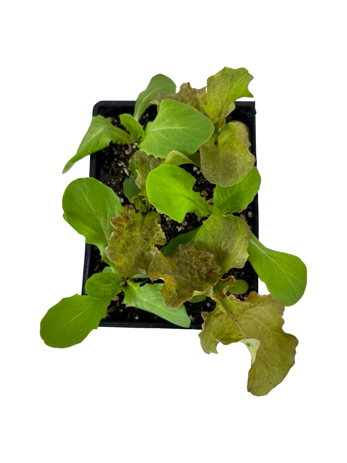Lettuce 'Gourmet Blend' Organic - Herbs and Vegetables