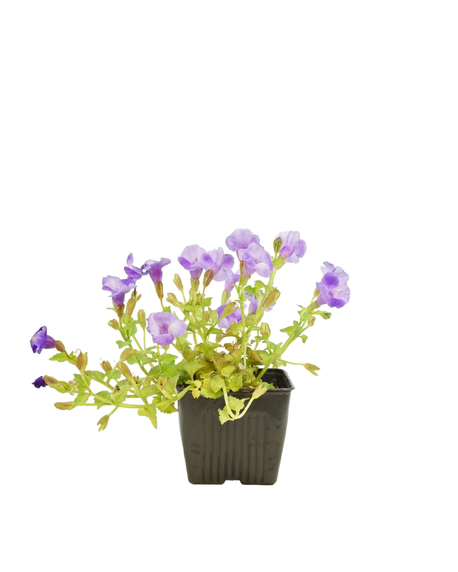 Torenia 'Summer Wave Large Blue' - Annuals