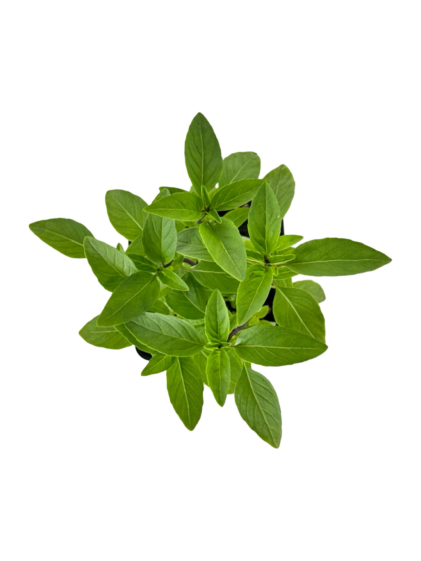 Basil Organic 'Thai' - Herbs and Vegetables