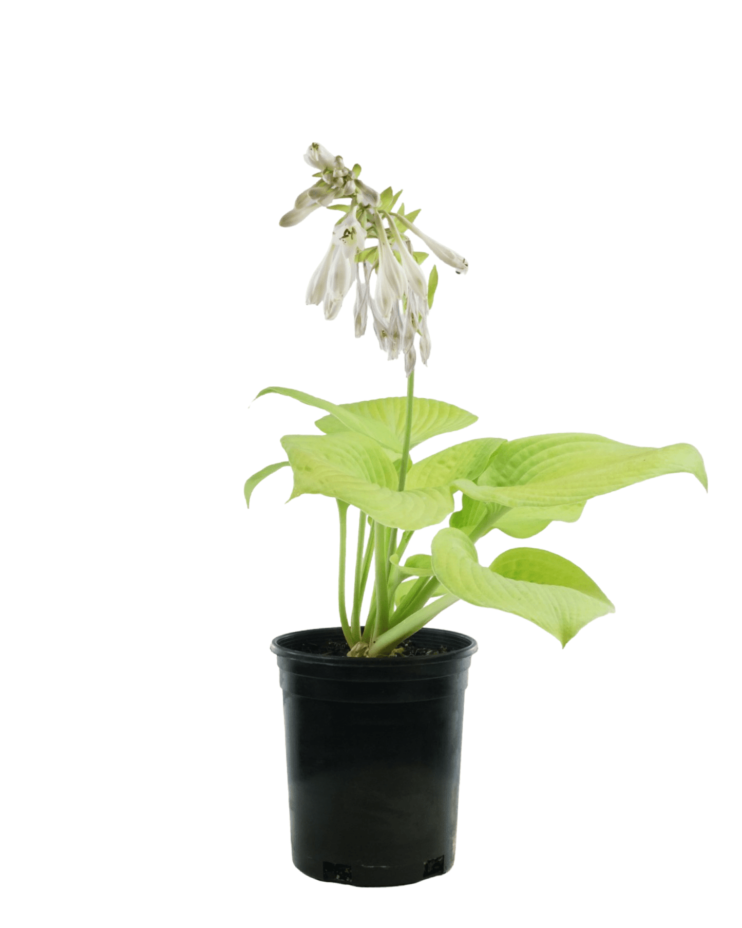 Hosta 'City Lights' - The Garden Corner