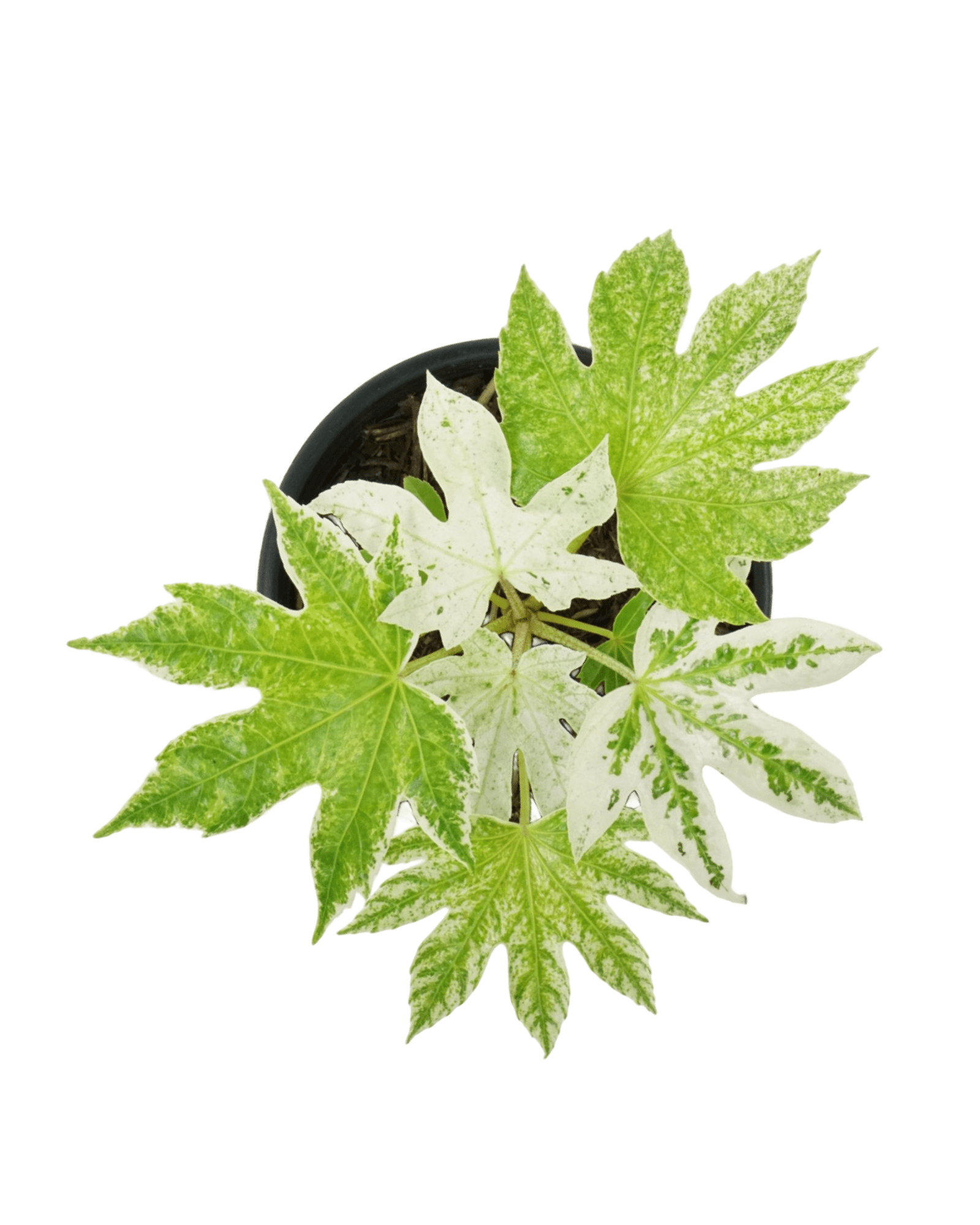 japanese spider web plant Fatsia japonica 'Spider's Web' – The Garden Corner