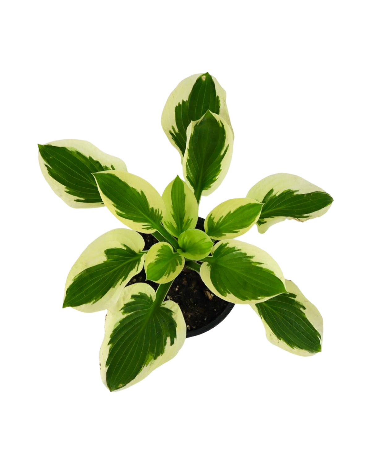 Hosta ‘Brim Cup’ - Perennials
