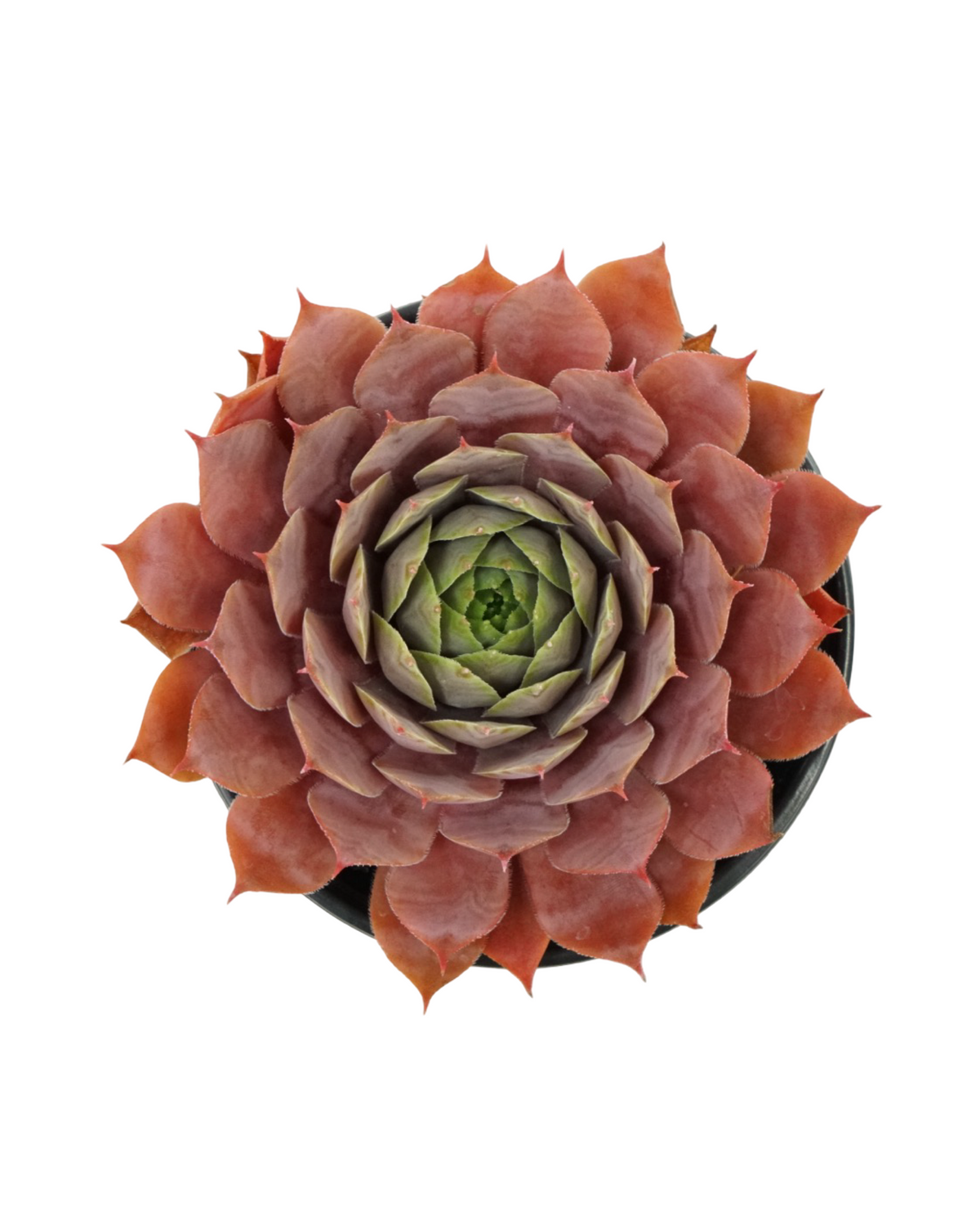 Sempervivum assorted - Groundcovers