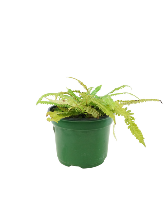 Blechnum spicant 'Deer Fern'