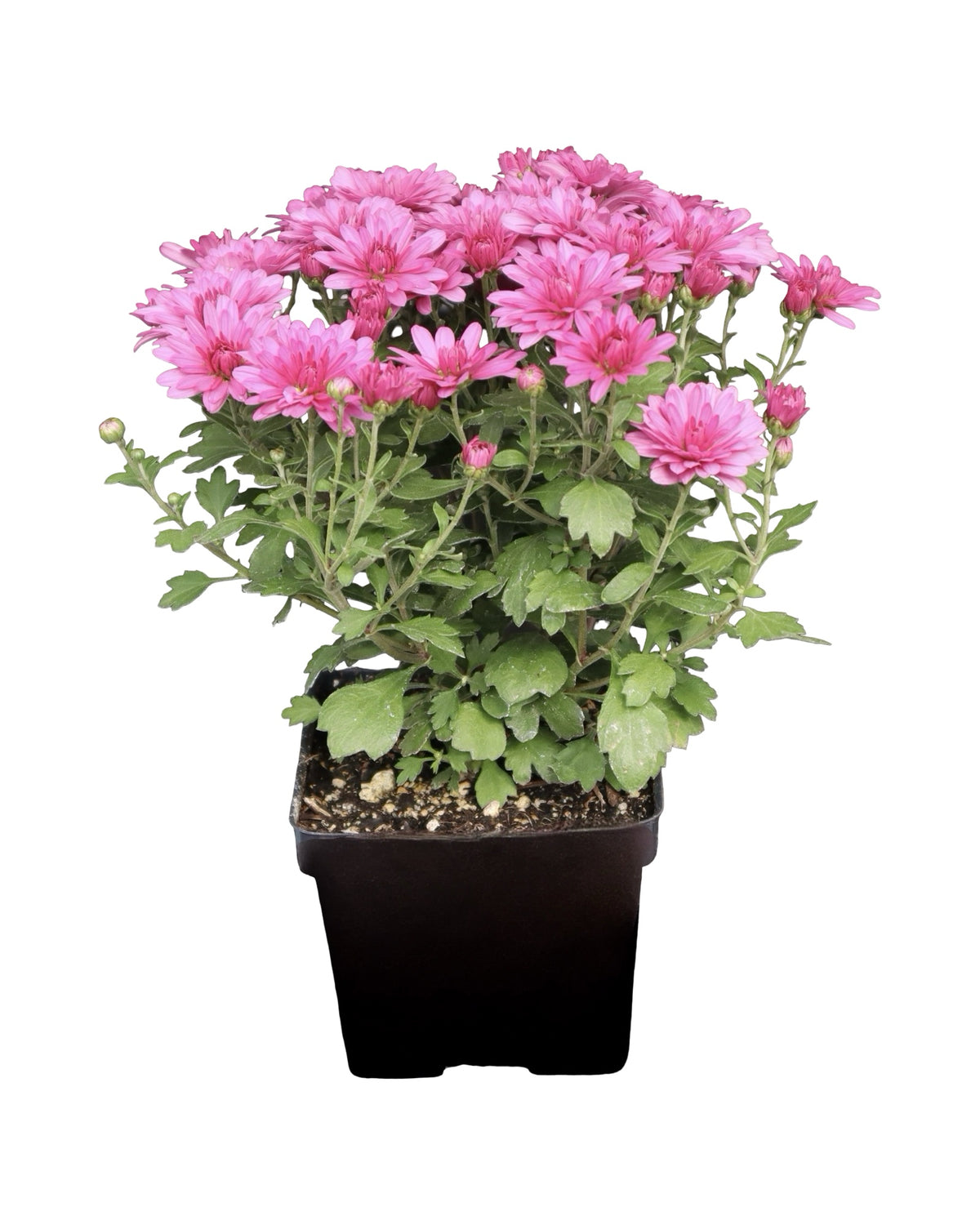 Garden Mum - Seasonal Plant