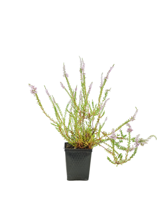 Calluna vulgaris 'Spring Torch'
