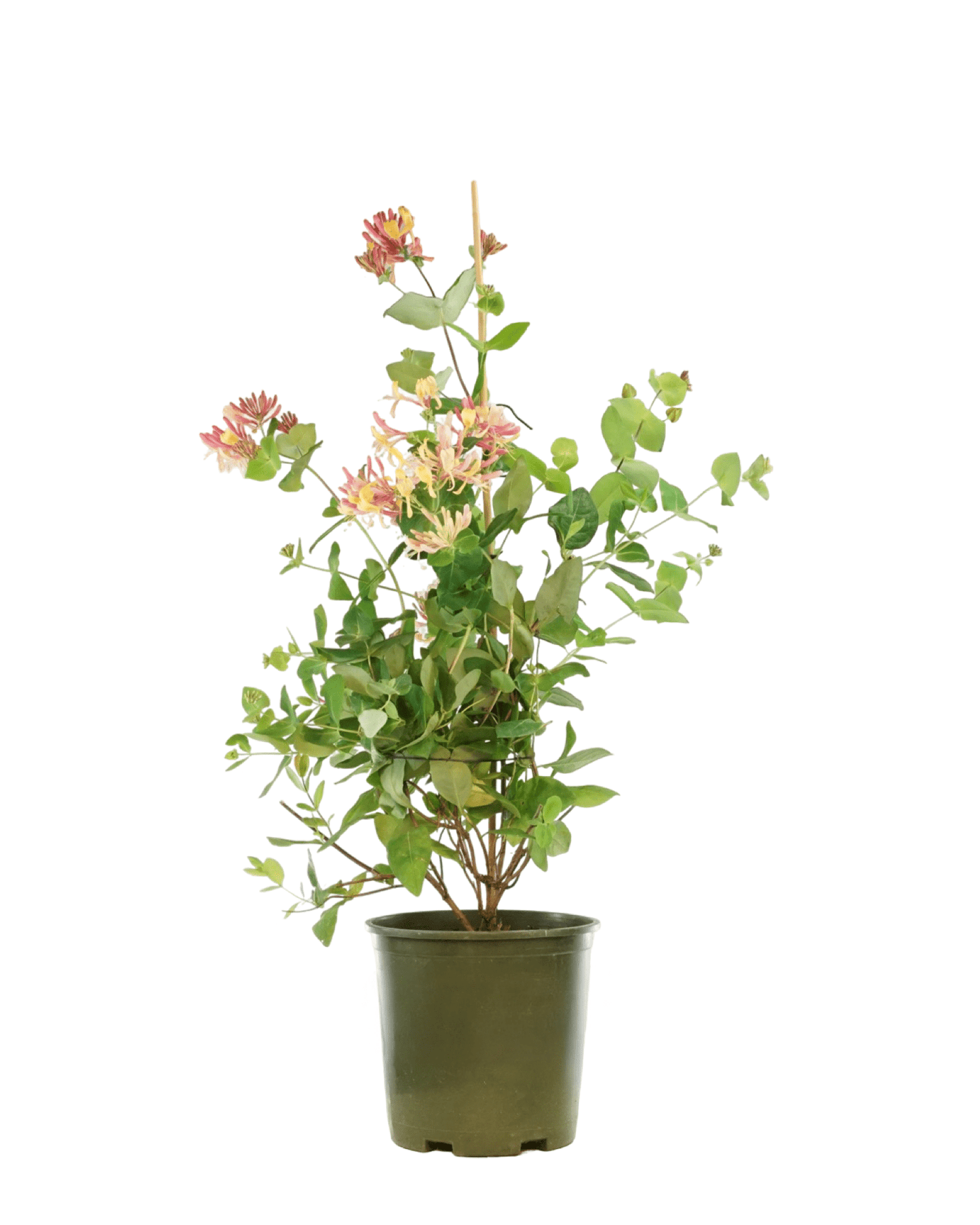 Lonicera x heckrottii 'Gold Flame' - The Garden Corner