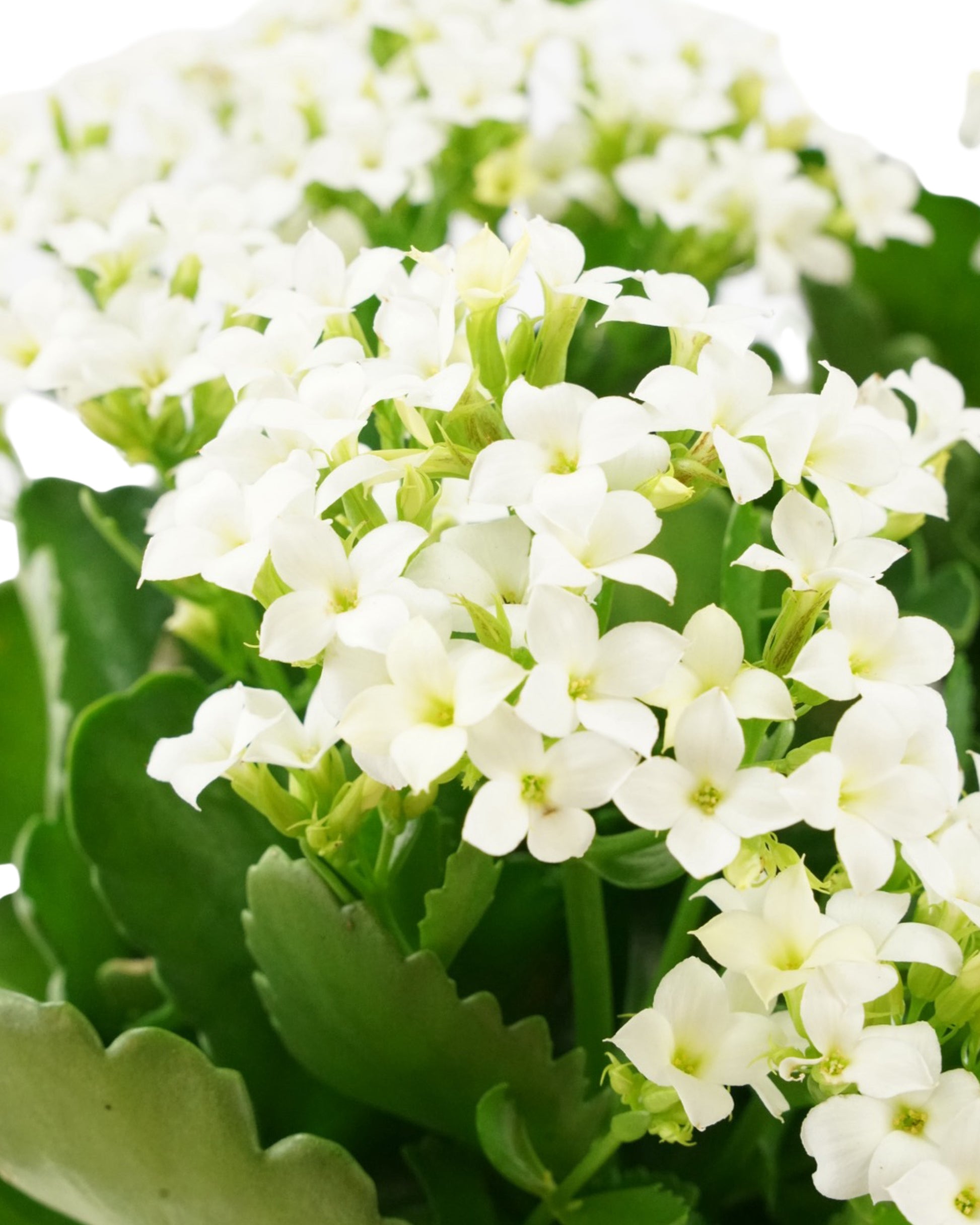 Kalanchoe Calandiva, Assorted - House Plants