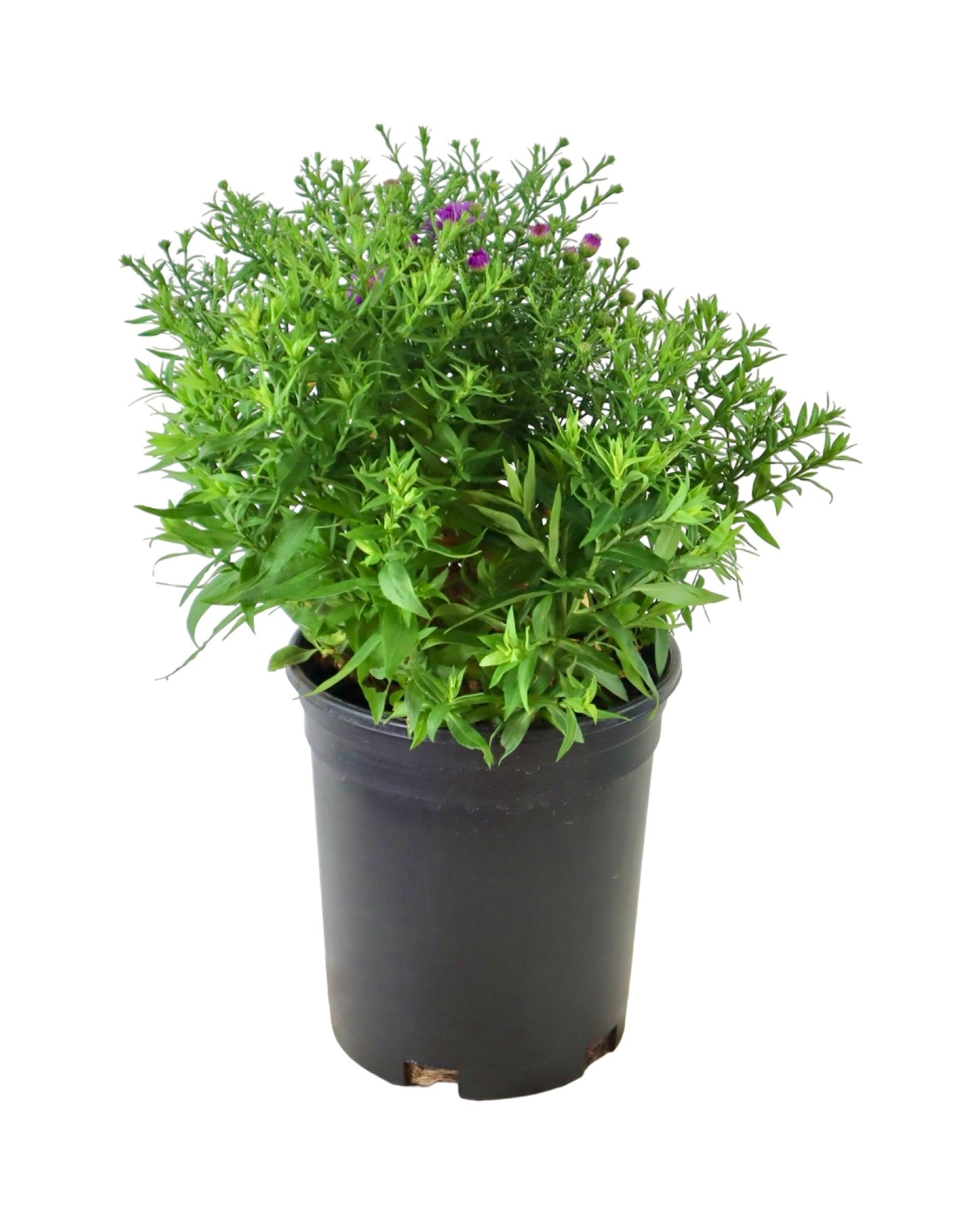 Aster 'Woods Purple' - Perennials