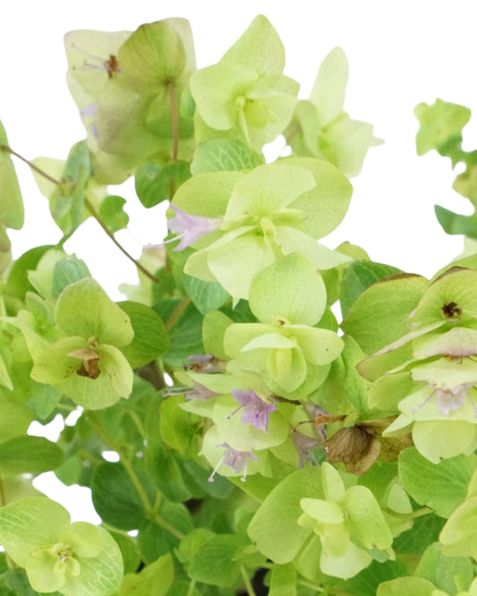 Origanum rotundifolium 'Kent Beauty'
