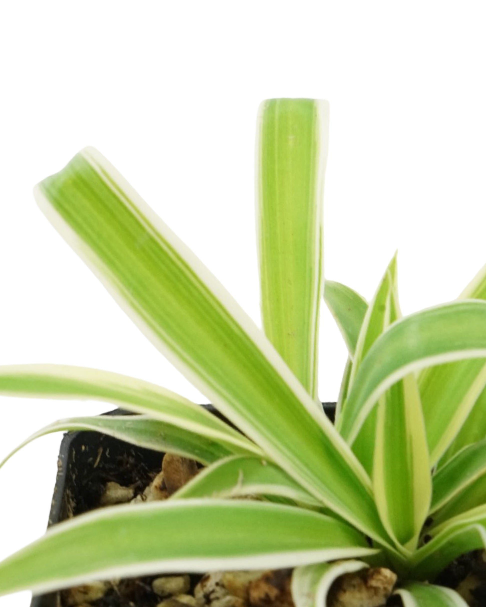 Chlorophytum Assorted - House Plants