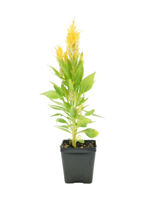 Celosia 'Fresh Look Yellow'