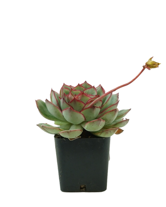 Echeveria moranii