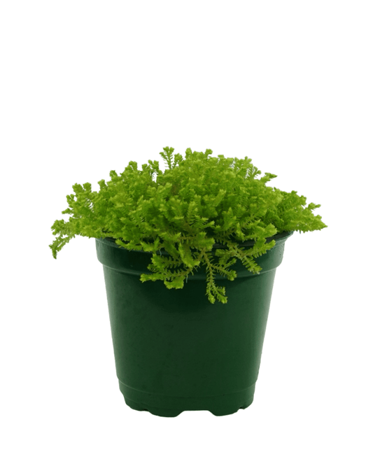 Selaginella kraussiana ‘Aurea’ - The Garden Corner