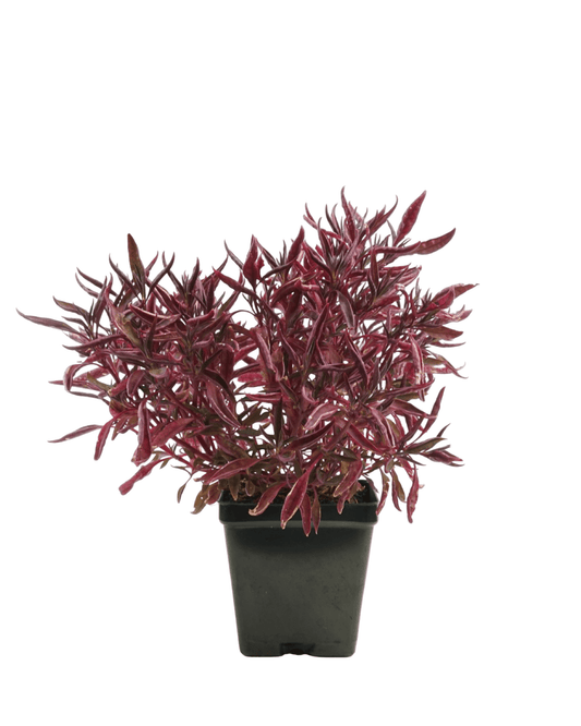 Alternanthera 'Red Threads' - The Garden Corner