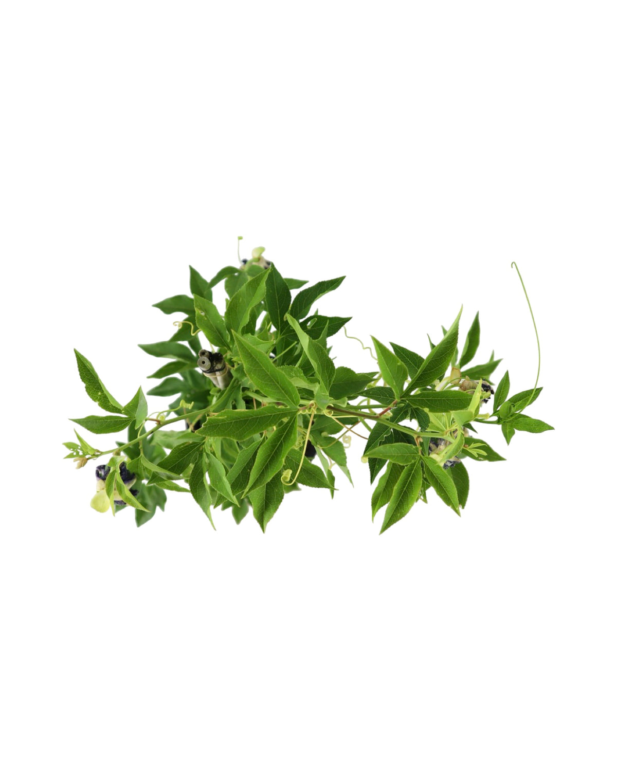 Passiflora incarnata - Shrubs