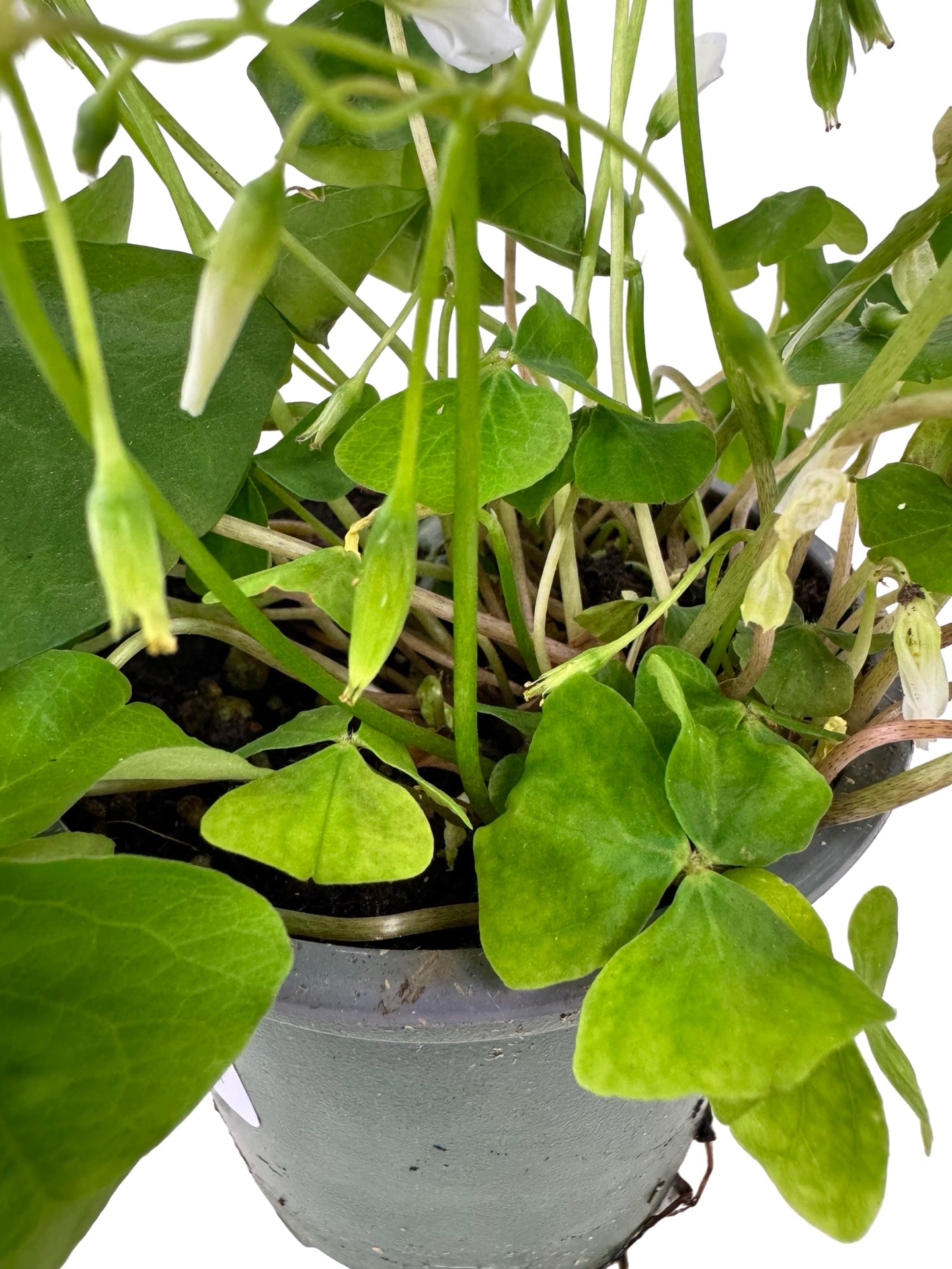 Oxalis regnellii - House Plants