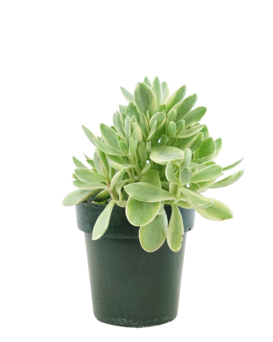 Crassula swaziensis 'Variegata' - The Garden Corner