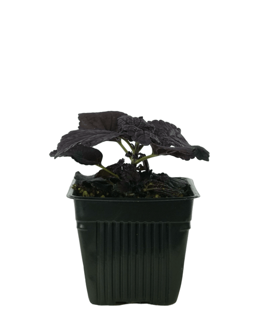 Coleus 'Dark Star' - The Garden Corner
