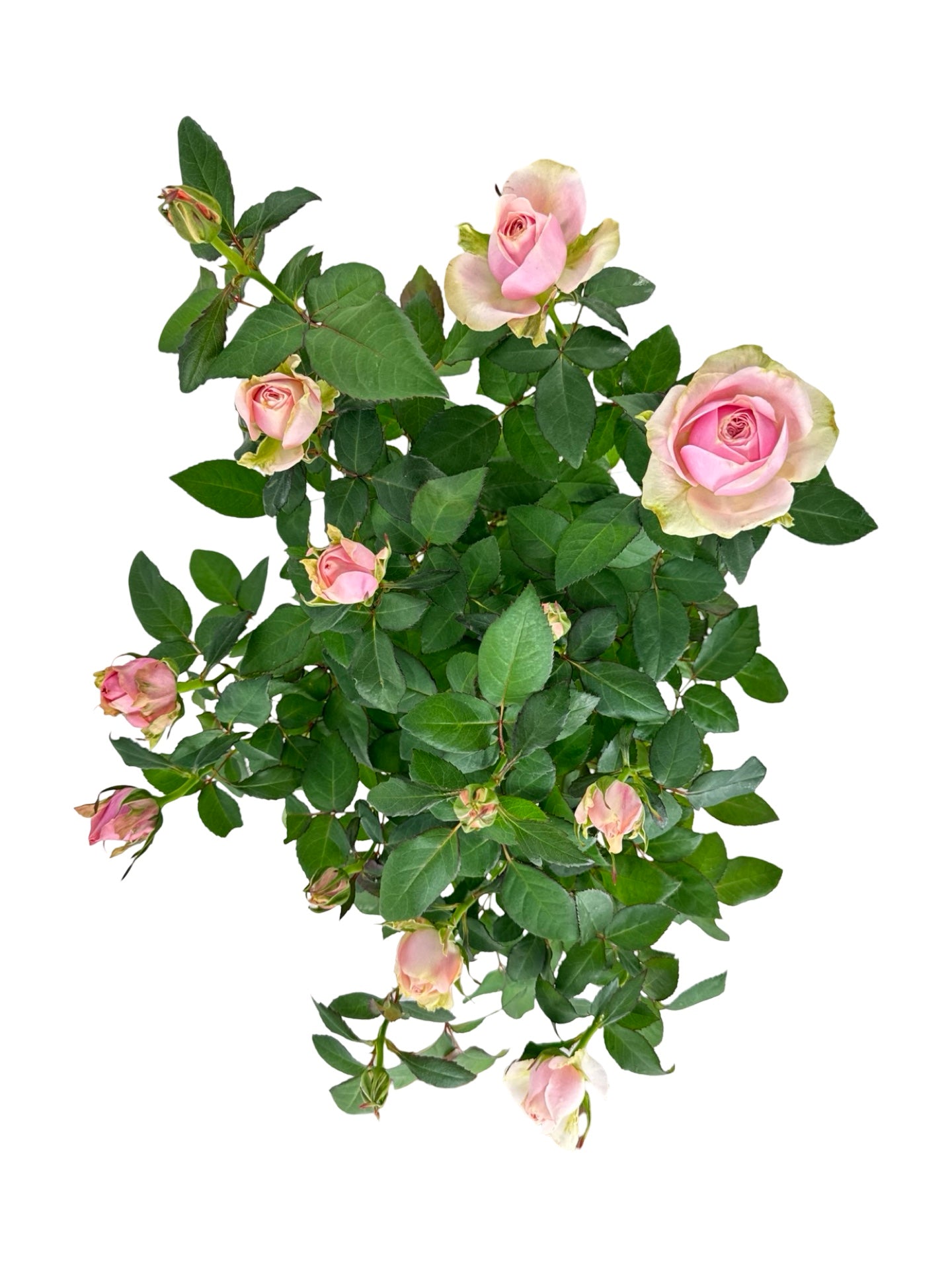 Rosa assorted 'Mini' - House Plants