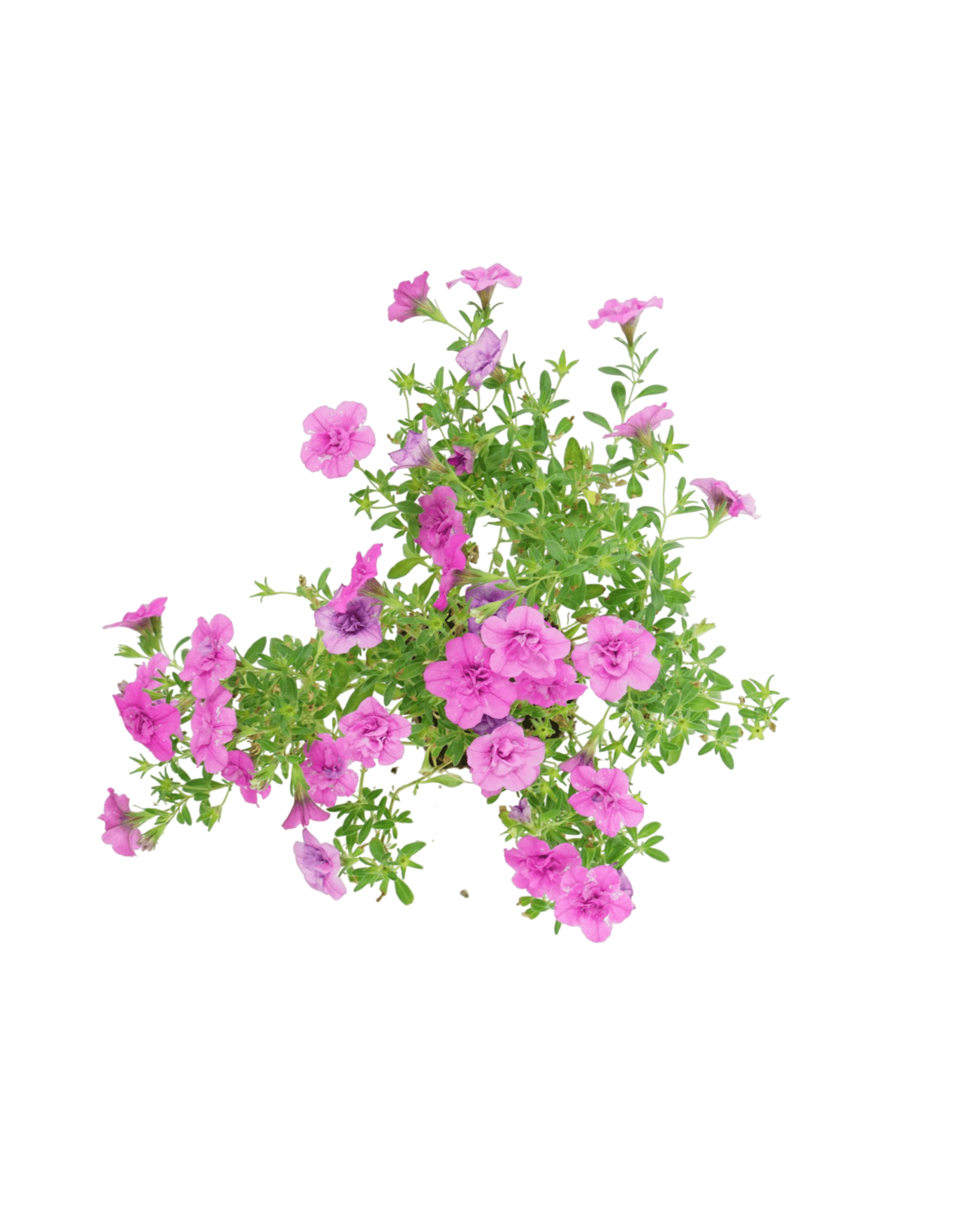 Calibrachoa 'Minifamous Double Pink' - The Garden Corner