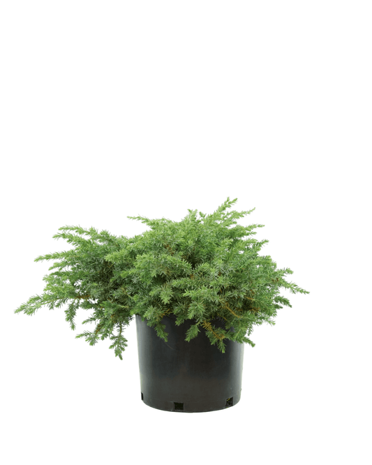 Juniperus conferta 'Silver Mist' - The Garden Corner